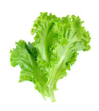 Lettuce - Da Red Drop Shop (DRDS) | Online Palengke