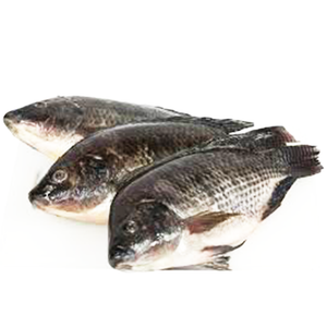 Tilapia